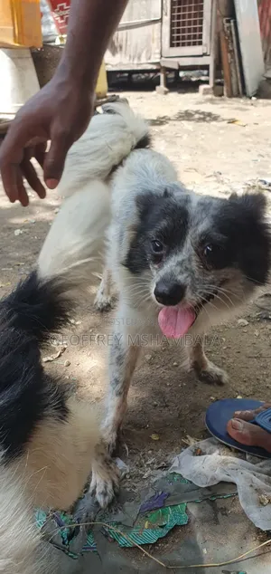 3-6 months Male Purebred Japanese Spitz