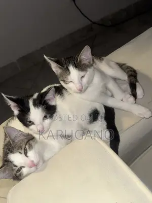 1-3 months Female Purebred Cat