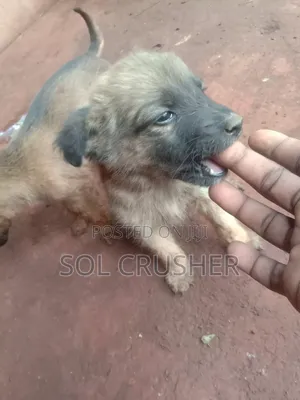 1-3 months Female Mixed Breed Belgian Malinois