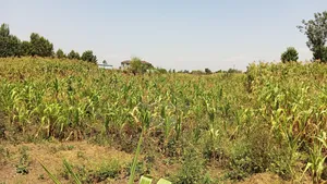 50*100 at Nakuru St. George Near Tumsifu Area