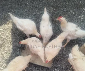 Healthy Improved Kienyeji Chicken-Thika