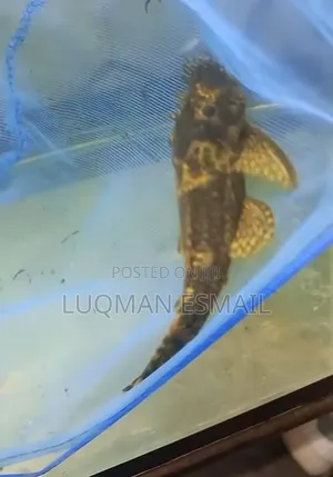 Bristlenose Pleco Catfish