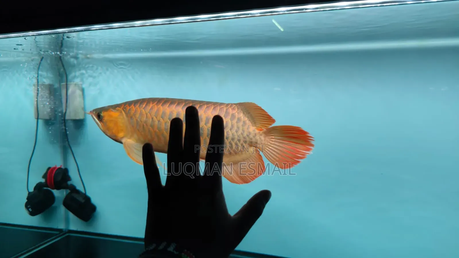 Arowana Available