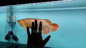 Arowana Available
