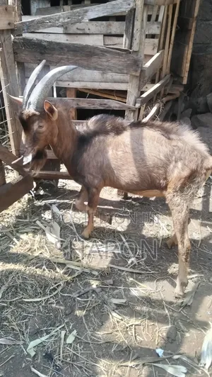 Agriculture