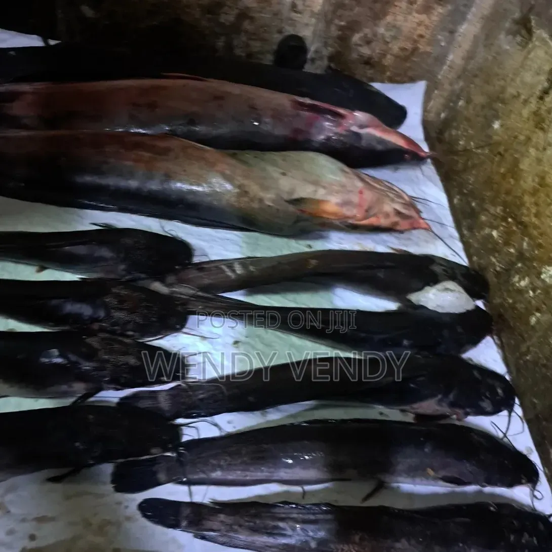 Fresh Organic Catfish