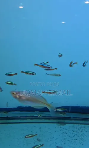 Cardinal Tetras