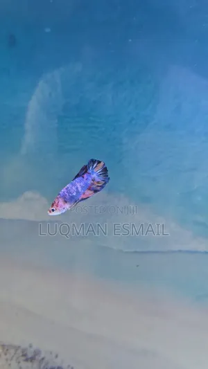 Betta Fish Available Male