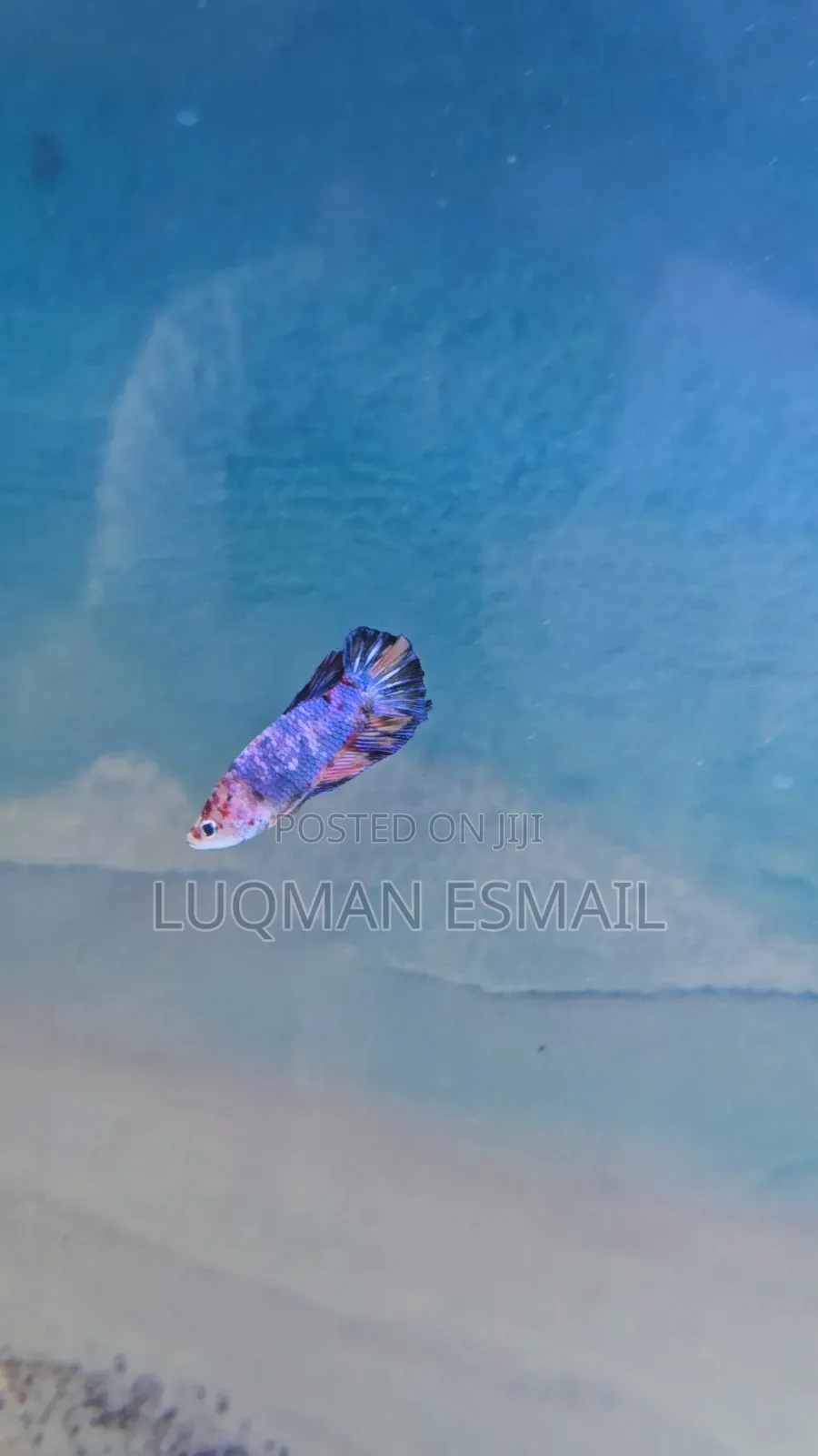 Betta Fish Available Male
