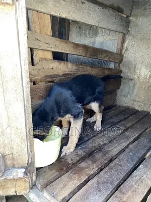 3-6 months Male Purebred German Shepherd