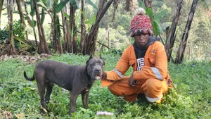 6-12 months Male Purebred Cane Corso