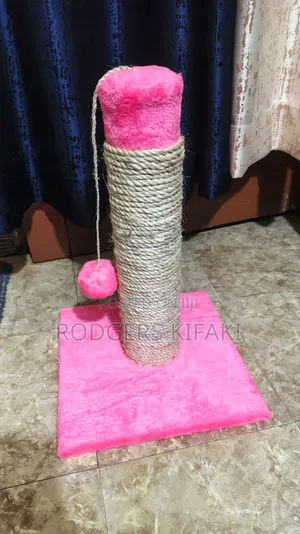 0-1 Month Male Purebred Cat