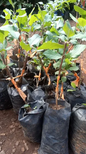 High Quality Apple Seedlings for Sale