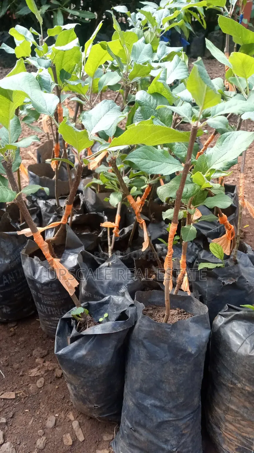 High Quality Apple Seedlings for Sale