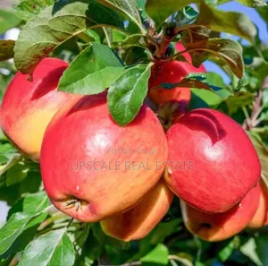 High Quality Apple Seedlings for Sale