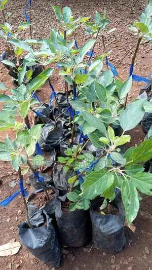 High Quality Apple Seedlings for Sale