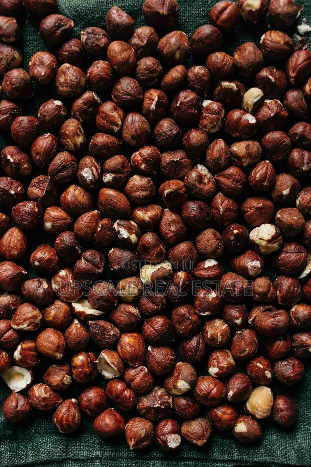 High Quality Climate Resistant Macadamia Seedlings