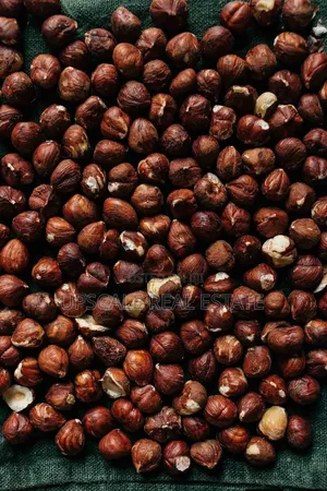 High Quality Climate Resistant Macadamia Seedlings