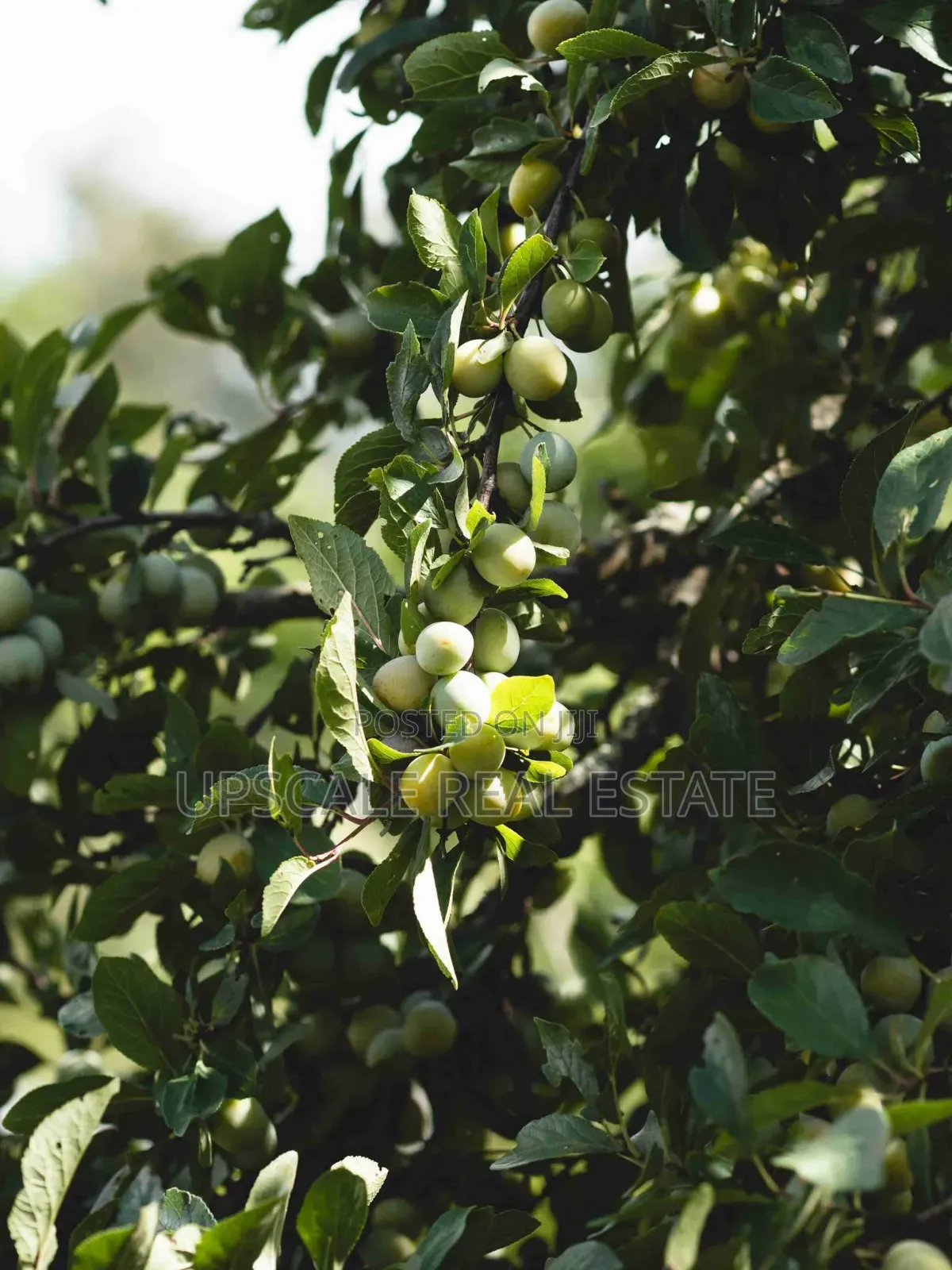 High Quality Climate Resistant Macadamia Seedlings