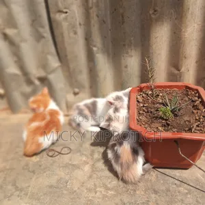 1-3 months Female Purebred American Shorthair