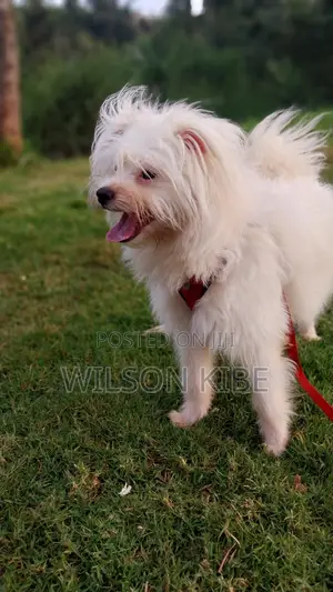 1+ year Male Purebred Maltese