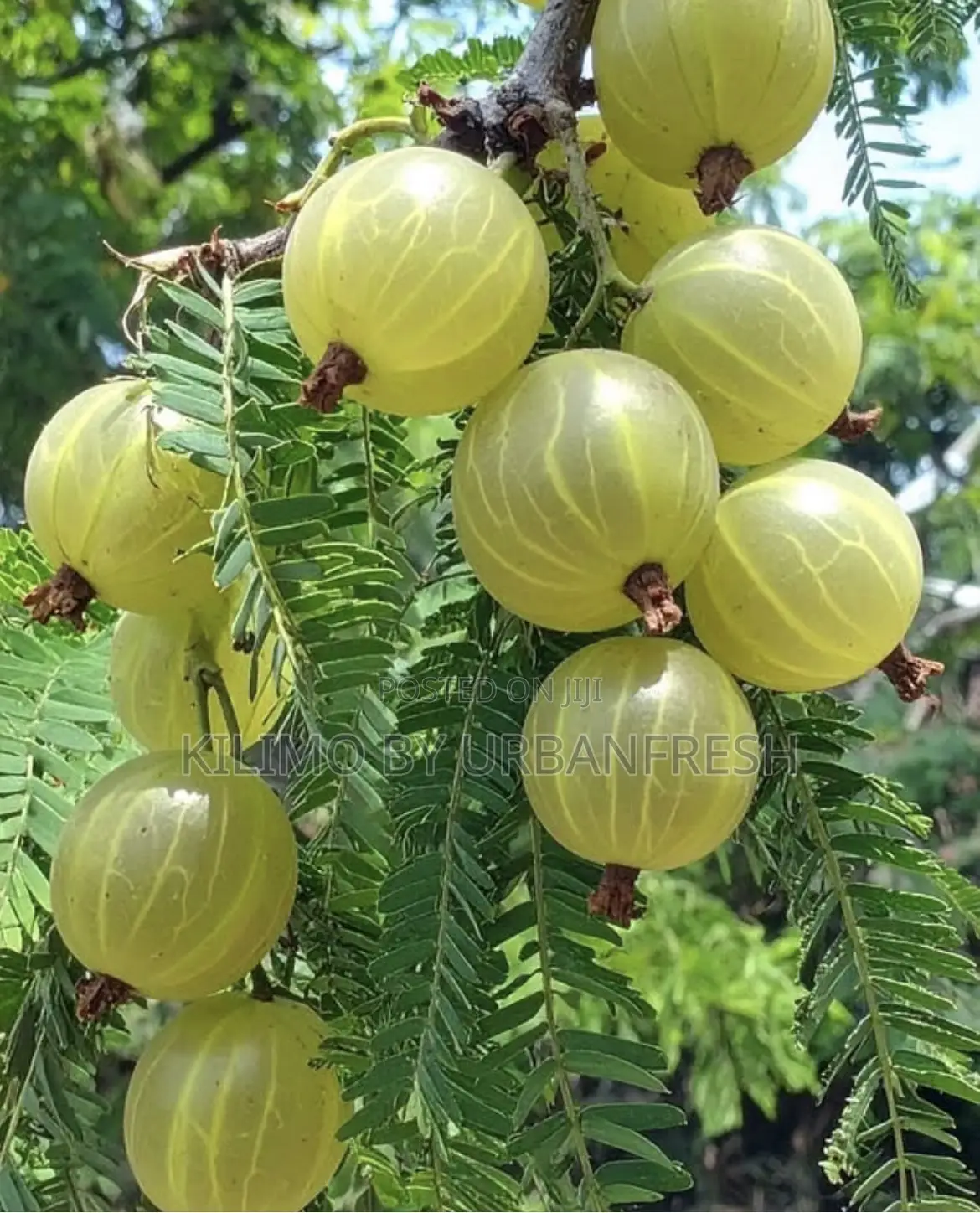 Amla ( Indian ) Gooseberry Seedling