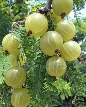 Amla ( Indian ) Gooseberry Seedling