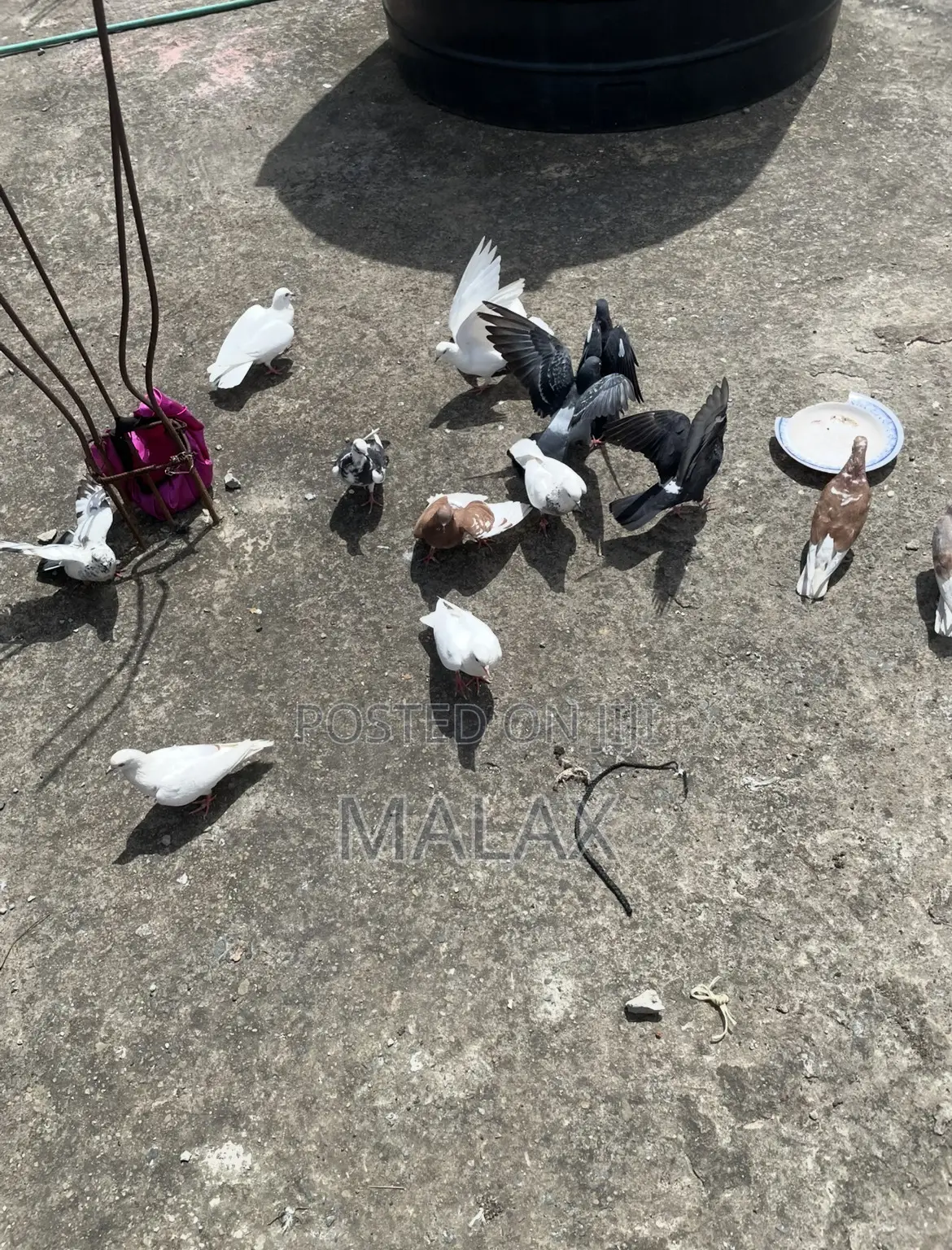 Domestic Pigeons