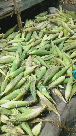 Fresh Maize Fo Sell
