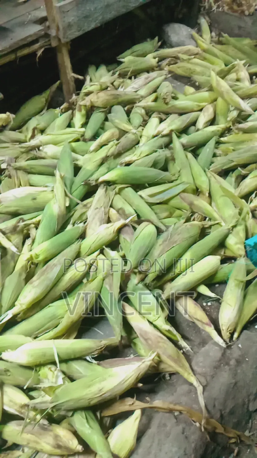 Fresh Maize Fo Sell