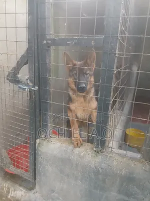6-12 months Male Purebred German Shepherd