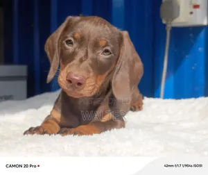 1-3 months Female Purebred Dachshund
