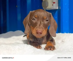 1-3 months Female Purebred Dachshund