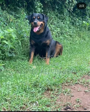 1+ year Male Purebred Rottweiler