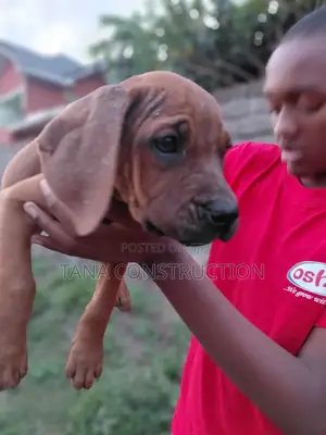 3-6 months Male Purebred Boerboel