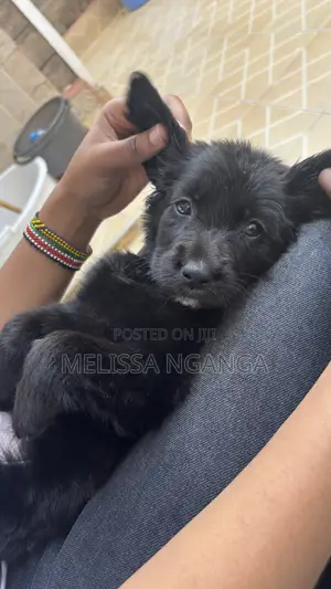1-3 months Female Mixed Breed Golden Retriever