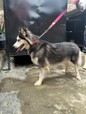 6-12 months Female Purebred Siberian Husky