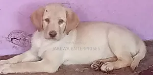 1-3 months Male Purebred Labrador Retriever