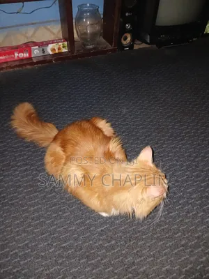 6-12 months Male Purebred Maine Coon