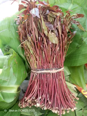 Bwegabwega Premium Miraa