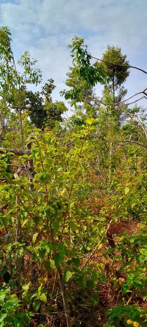 Prime Eighth Acre for Sale