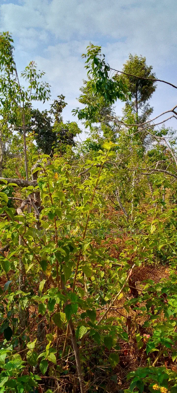 Prime Eighth Acre for Sale