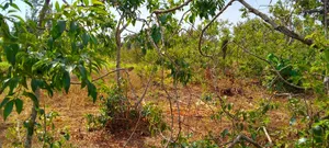 Prime Eighth Acre for Sale
