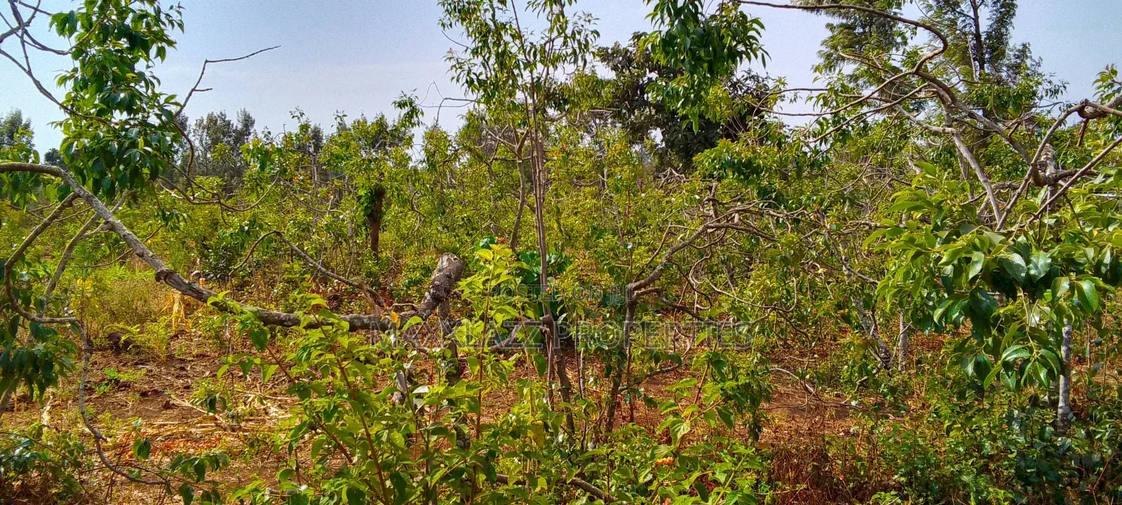 Prime Eighth Acre for Sale