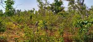 Prime Eighth Acre for Sale
