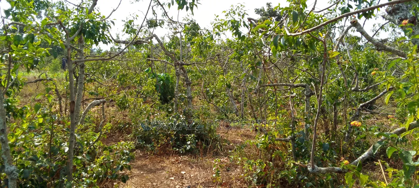 Prime Eighth Acre for Sale
