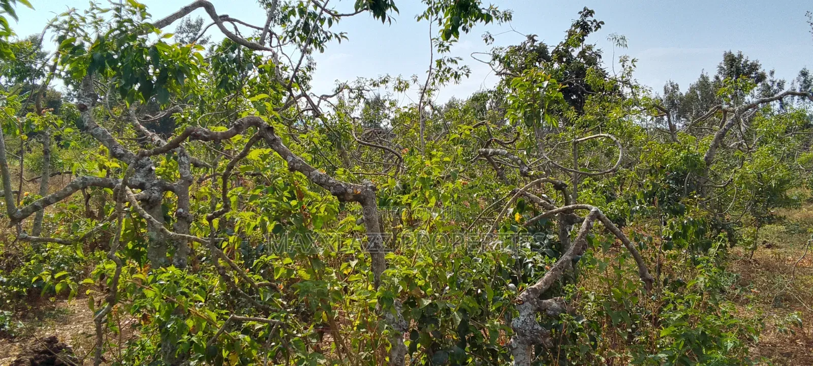 Prime Eighth Acre for Sale