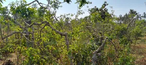 Prime Eighth Acre for Sale