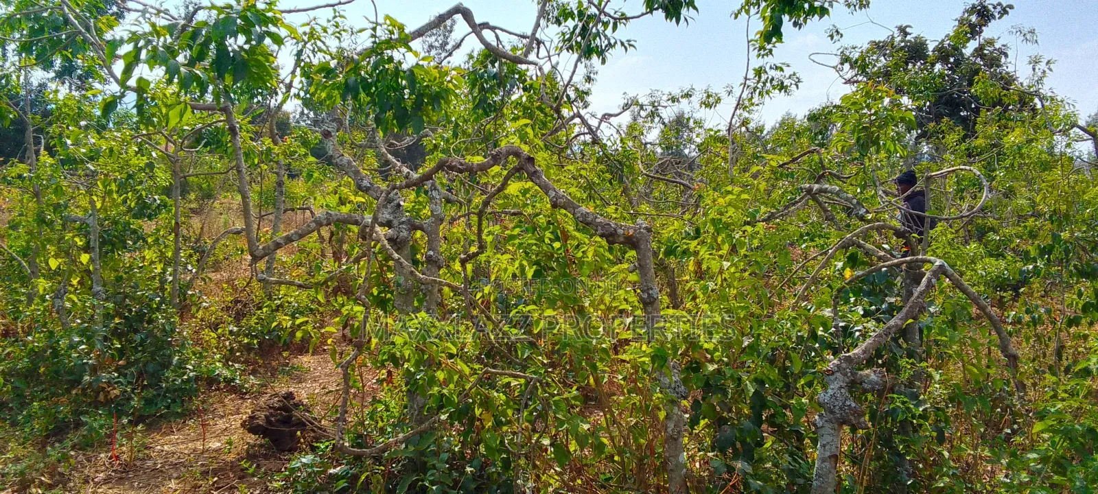 Prime Eighth Acre for Sale
