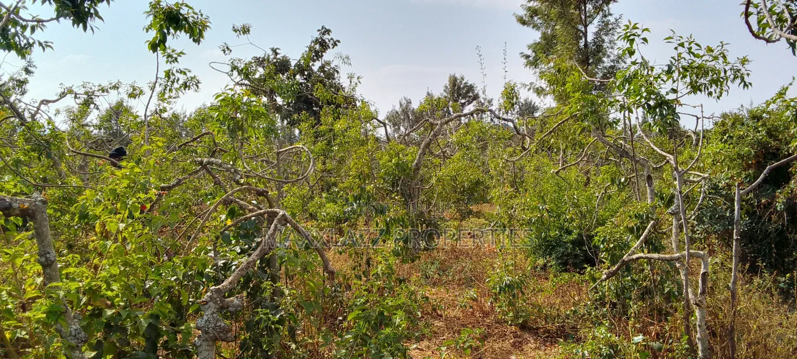 Prime Eighth Acre for Sale